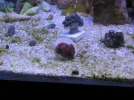 reef tank 015sm.webp