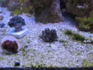 reef tank 016sm.webp