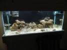 75 gallon salt 011.webp