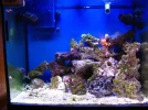 reef tank 009sm.webp