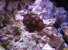 reef tank 016sm.webp