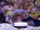 reef tank 017sm.webp