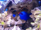 reef tank 022sm.webp