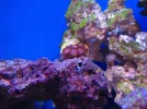 reef tank 024sm.webp