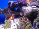 reef tank 033sm.webp