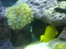 Anemone and tang.webp