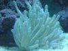 Sea anemone.jpg