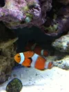 Clownfish.webp