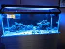 75 gallon salt 002.webp