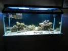 75 gallon salt 004.webp