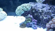 Coral-1.webp