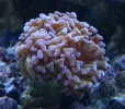 Coral-3.webp