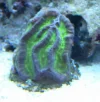 Coral-4.webp