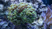 Coral-5.webp