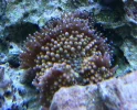 Coral-7.webp