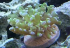 Coral-8.webp