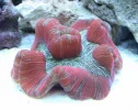 Coral-9.webp