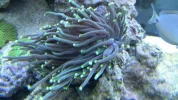 Coral-10.webp