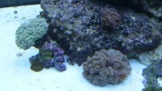 Coral-11.webp