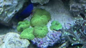 Coral-12.webp