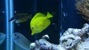 Fish-11.webp