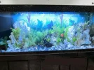 my tank06.webp