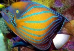 annularisAngelfish7.webp