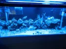 75 gallon salt 014.webp