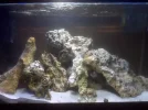 fish_tank_pic.webp