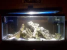 fish_tank_pic_1.webp