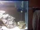 fish_tank_pic_3.webp