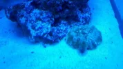 Donut Coral (1).webp