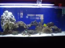 new aquascape post lammy 013.webp