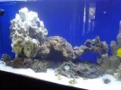 new aquascape post lammy 015.webp