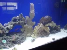 new aquascape post lammy 016.webp