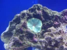 new aquascape post lammy 006.webp