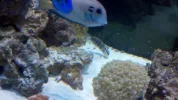 Goby-Eating.webp