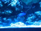 75 gallon salt 006.webp