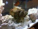 reeftank10711.webp