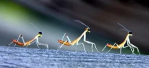 mini mantis march.webp