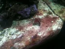 red_algae.webp