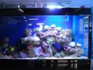 my tank01.webp