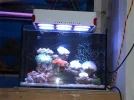 my tank05.webp