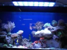 my tank08.webp