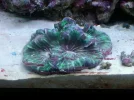 coral oct 2011.webp