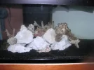 Aquascape 1 Close Up-resize.webp