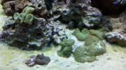 Corals-1.webp