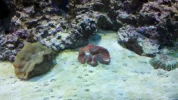 Corals-2.webp