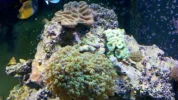 Corals-3.webp