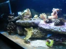 75 gallon salt 030.webp